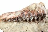 Fossil Oreodont (Merycoidodon) Partial Upper Skull - South Dakota #285669-5